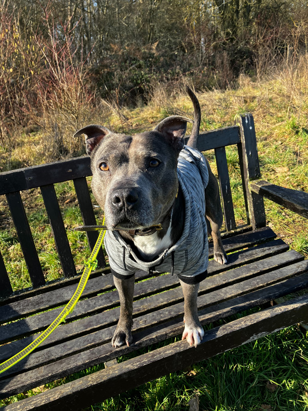 dog36
